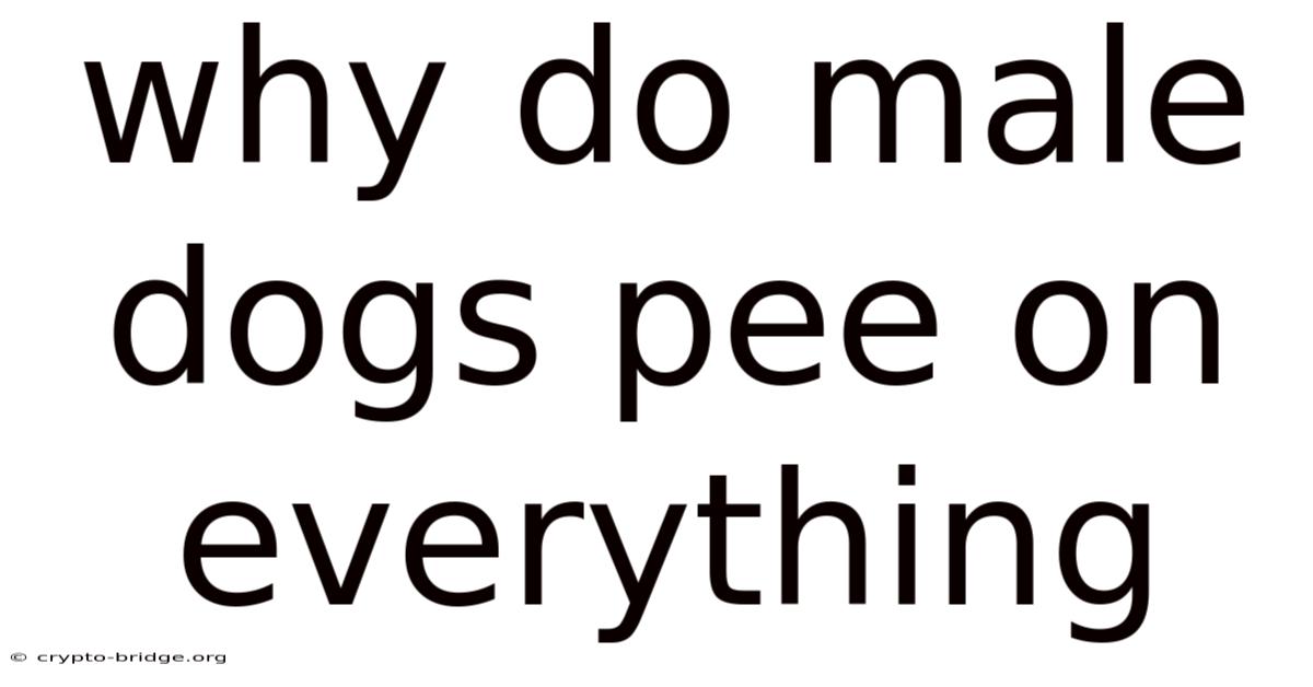 Why Do Male Dogs Pee On Everything
