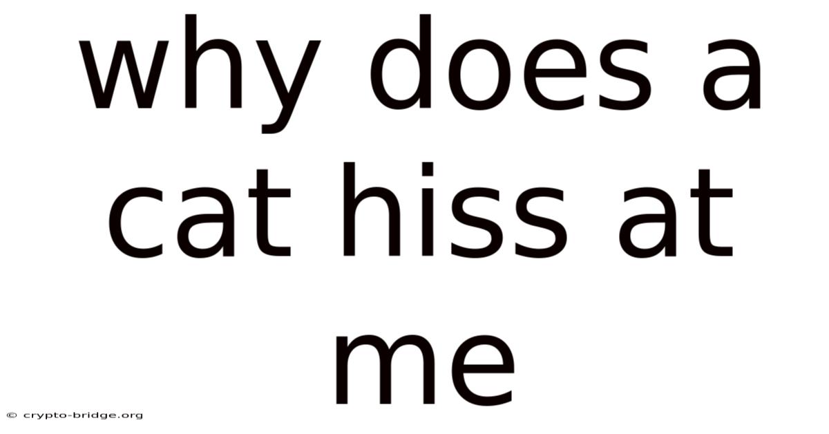 Why Does A Cat Hiss At Me