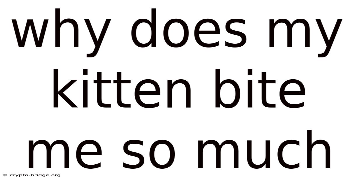 Why Does My Kitten Bite Me So Much