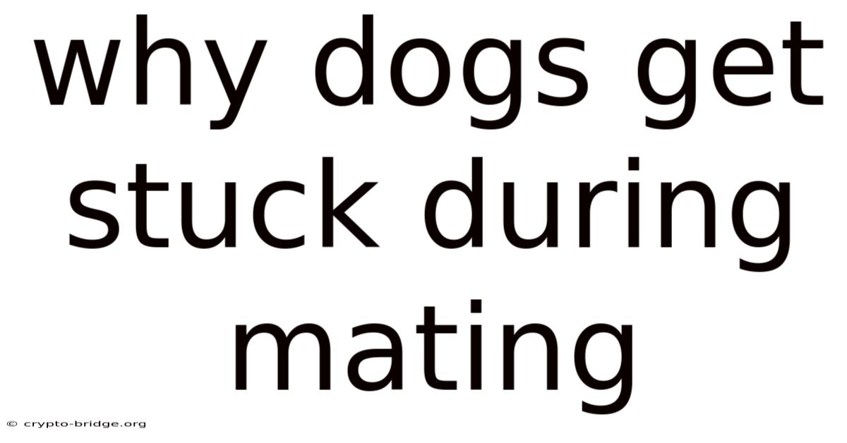 Why Dogs Get Stuck During Mating