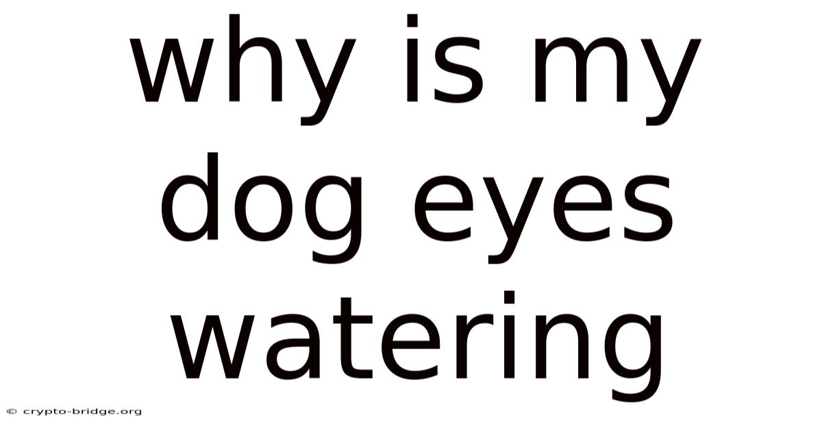 Why Is My Dog Eyes Watering