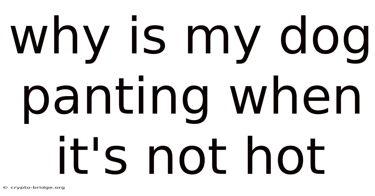 Why Is My Dog Panting When It's Not Hot