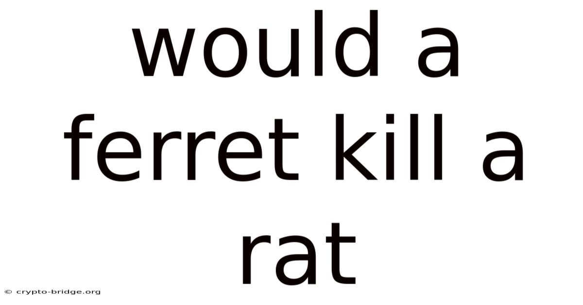 Would A Ferret Kill A Rat